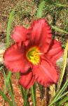 landscaping nh